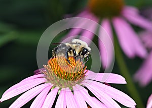 Closeup of a Lemon Cuckoo Bumblebee, bombus citrinus