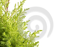 Closeup of Lemon cypress branch isolated on a white background