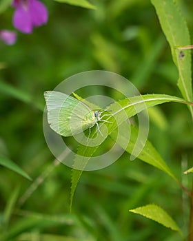 Closeup of a Lemon emigrant butterfly resting on a leaf