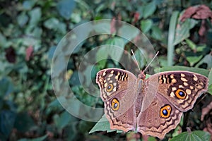 Closeup of a lemon pansy butterfly in nature