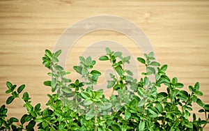 Closeup lemon thyme leaves from the herb garden. Thymus citriodorus (Lemon thyme or Citrus thyme) species of flowering plant in t