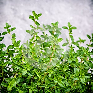 Closeup lemon thyme leaves from the herb garden. Thymus citriodorus (Lemon thyme or Citrus thyme) species of flowering plant in t