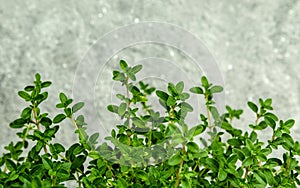 Closeup lemon thyme leaves from the herb garden. Thymus citriodorus (Lemon thyme or Citrus thyme) species of flowering plant in t