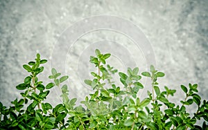 Closeup lemon thyme leaves from the herb garden. Thymus citriodorus (Lemon thyme or Citrus thyme) species of flowering plant in t