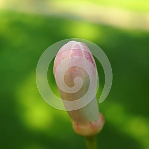 Closeup of lemon-tree plant flower bud