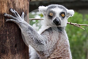 Closeup of a lemur, Lemuroidea primate hugging a tree trunk in a zoo photo