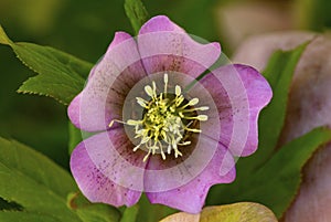 Closeup of a lenten rose flower in East Windsor, Connecticut