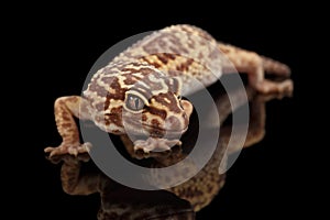 Closeup Leopard Gecko Eublepharis macularius Isolated on Black Background