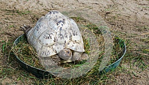 Closeup of a leopard land turtle sitting in some grass, a tropical reptile from the Savannas of Africa