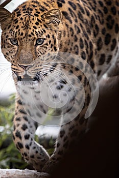 Closeup of a leopard with spotted fur walking across its natural habitat