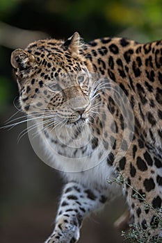Closeup of a leopard with spotted fur walking across its natural habitat