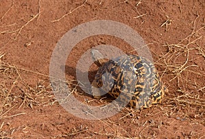 Closeup of Leopard tortoise