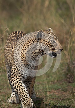 Closeup of a leopard walking in the grassland of Masai Mara