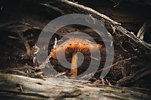 Closeup of lepiota castanea mushrooms growing in a forest with a blurry background