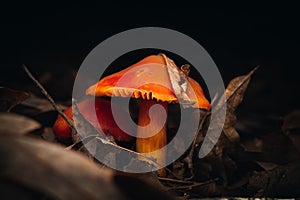 Closeup of lepiota castanea mushrooms growing in a forest with a blurry background