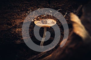 Closeup of a lepiota growing in a forest with a blurry background