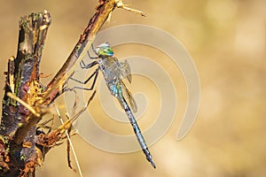 Closeup of a lesser emperor dragonfly Anax parthenope resting un photo