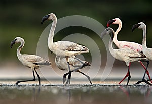 Closeup of Lesser Flamingos, Lake Bogoria