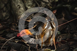 Closeup of Lesser mouse-deer on dry fallen leaves looking at the camera