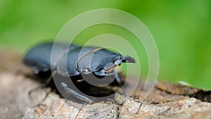 Closeup of a lesser stag beetle (Dorcus parallelipipedus) photo