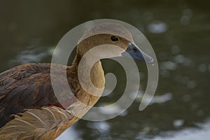 Closeup of Lesser Whistling Duck