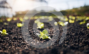 Closeup, lettuce and gardening plants for farming, agriculture and growth in nature, sand and sustainable field