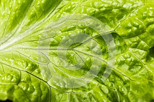 Closeup lettuce leaf ,fresh lettuce. Green background