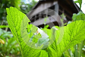 closeup lettuce plant on soil with wooden house