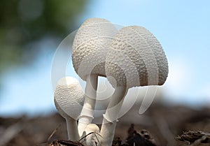 Closeup of Leucocoprinus cretaceus, a species of fungus in the family Agaricaceae.