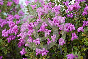 Closeup of Leucophyllum frutescens, Texas sage.