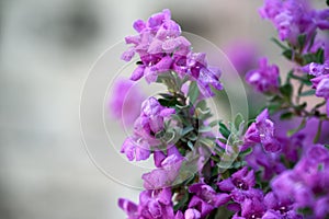 Closeup of Leucophyllum frutescens, Texas sage.