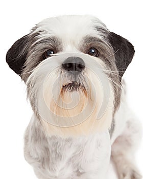 Closeup of Lhasa Apso Dog Standing