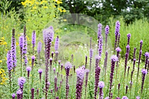 Liatris aspera with purple flowers photo