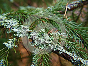 Closeup of lichen on spruce tree