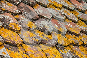 Lichen on terra cotta tiles on roof