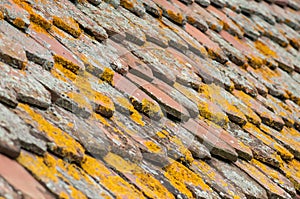 Lichen on terra cotta tiles on roof