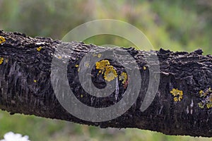 Closeup of a lichen on a weathered tree branch