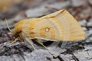 Closeup on the lighbrown Oak Eggar moth, Lasiocampa quercus, sitting on wood in the garden