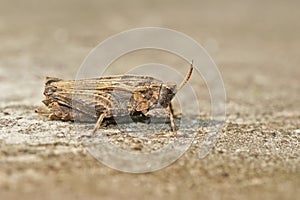 Closeup on a light brown colored Pygmee grasshopper, Tetrix undulata sitting on a stone