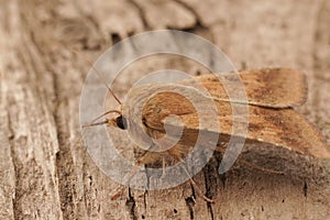 Closeup on the light brown colored Scarce Bordered Straw owlet mot, Helicoverpa armigera, sitting on wood