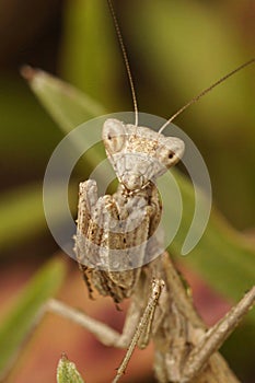 Closeup on a light brown European dwarf praying mantis , Ameles decolor, looking into the lense of the camera