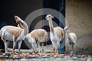 Closeup of light brown and white lamas (Lama glama) near a wall