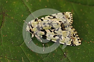 Closeup on the light green and white scarce merveille du jour moth, Moma alpium sitting on a leaf