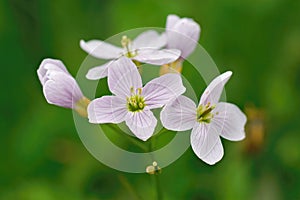Closeup of the light pink colored flower of mayflower or milkmaids, Cardamine pratensis in a field