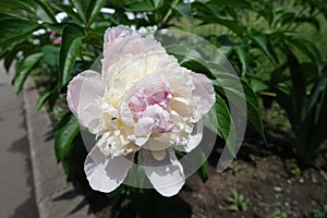 Closeup of light pink flower of peony in spring