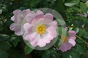 Closeup of light pink flowers of dog rose in mid May