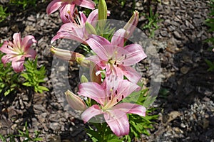 Closeup of light pink flowers of lilies in June