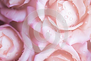 Closeup light pink petal rose with water rain drop make it fresh. Flower wallpaper from natural material in a pastel tone