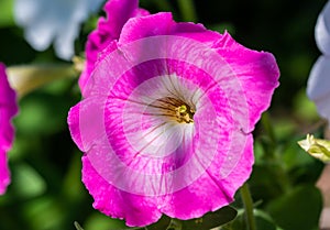 Closeup of light pink petunia flower, celebrity petunia, mirage petunia, Surfinia pink petunia