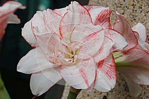 Closeup of a light pink and white flower of \'Striped Amadeus\' Amaryllis